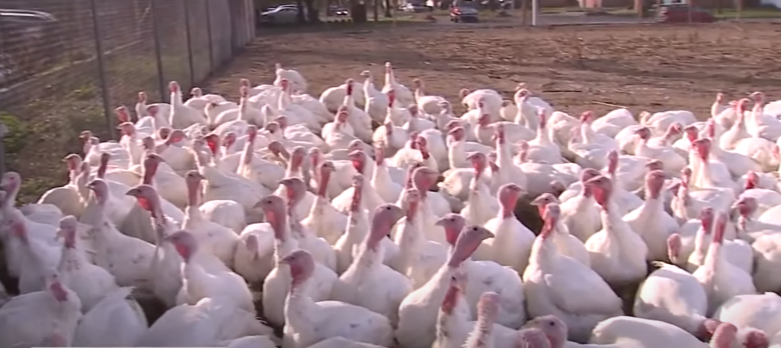 Is There a Turkey Shortage This Thanksgiving?
