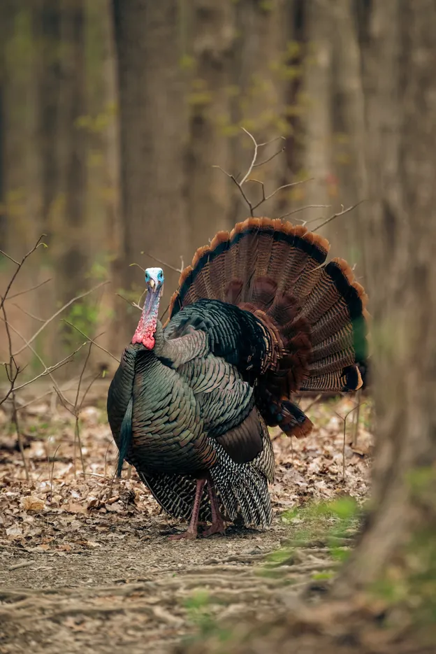 Wild Turkey Bird